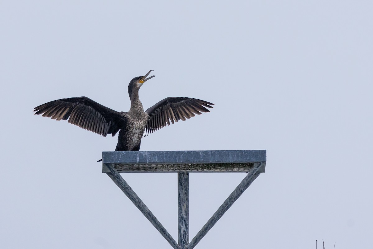 kormorán velký - ML646490399