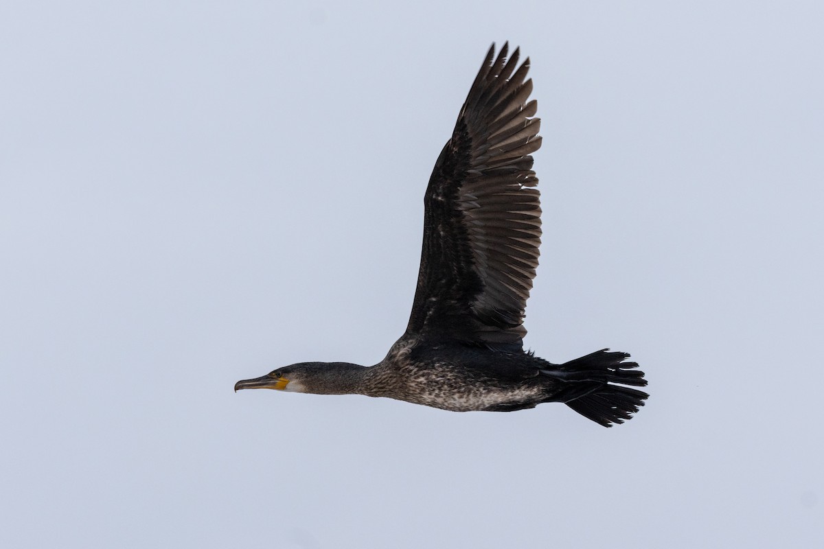 kormorán velký - ML646490402