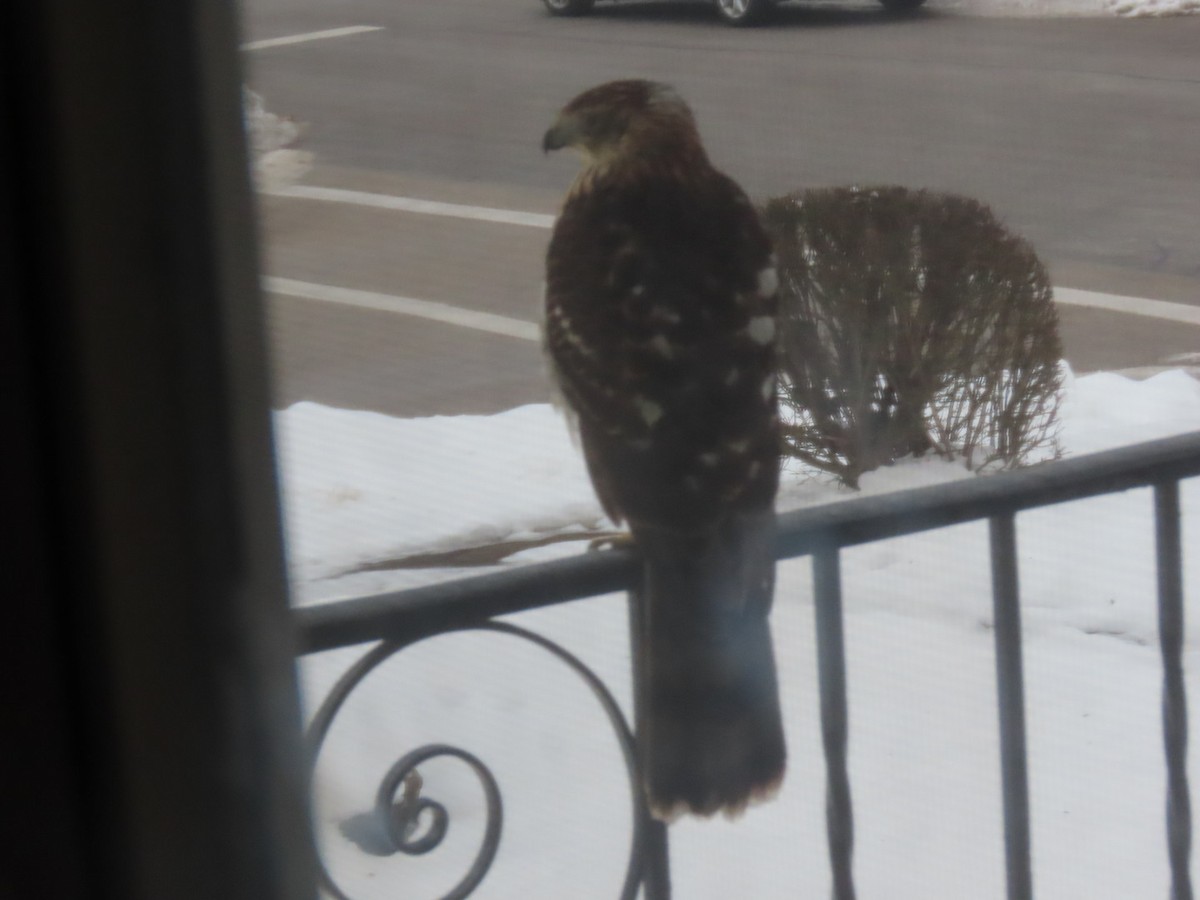 Cooper's Hawk - ML646490406