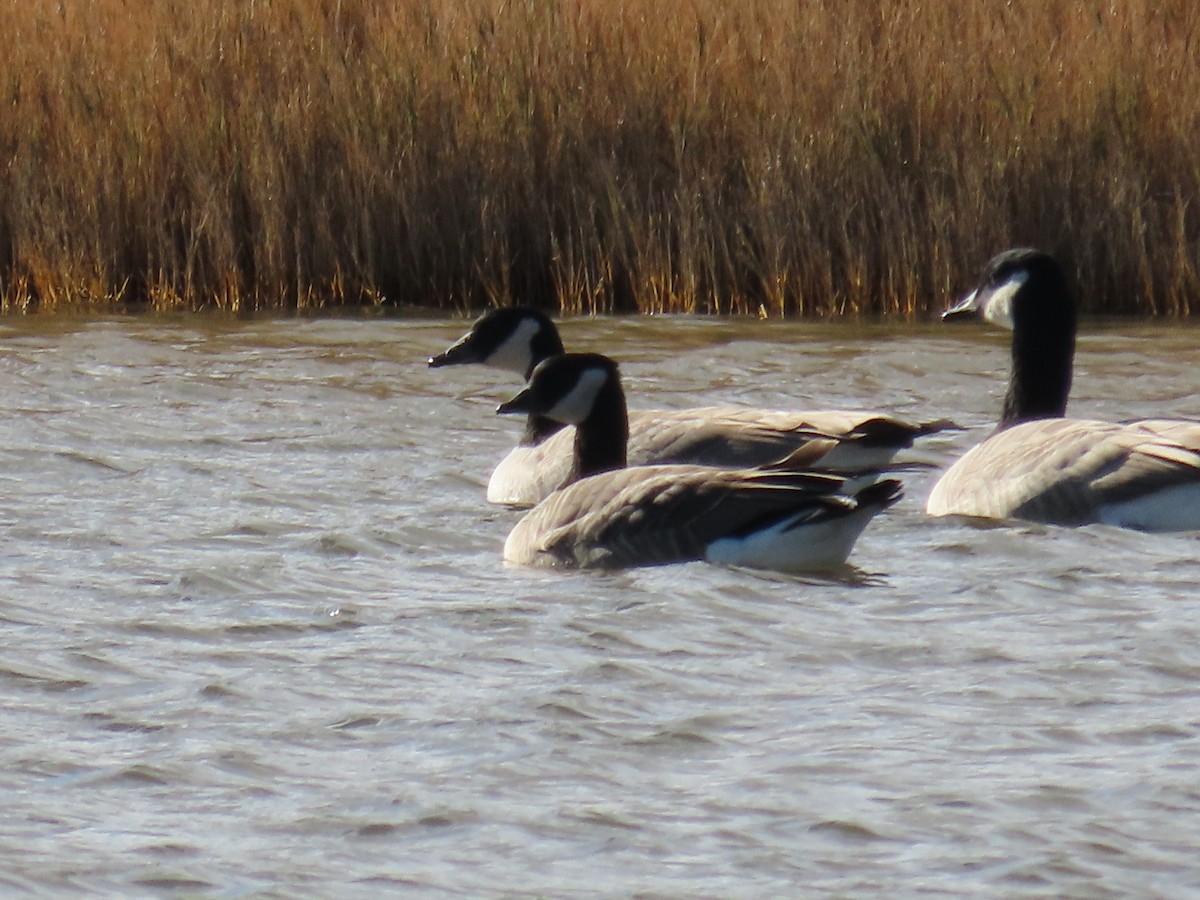 Oca canadese minore (hutchinsii) - ML646490409