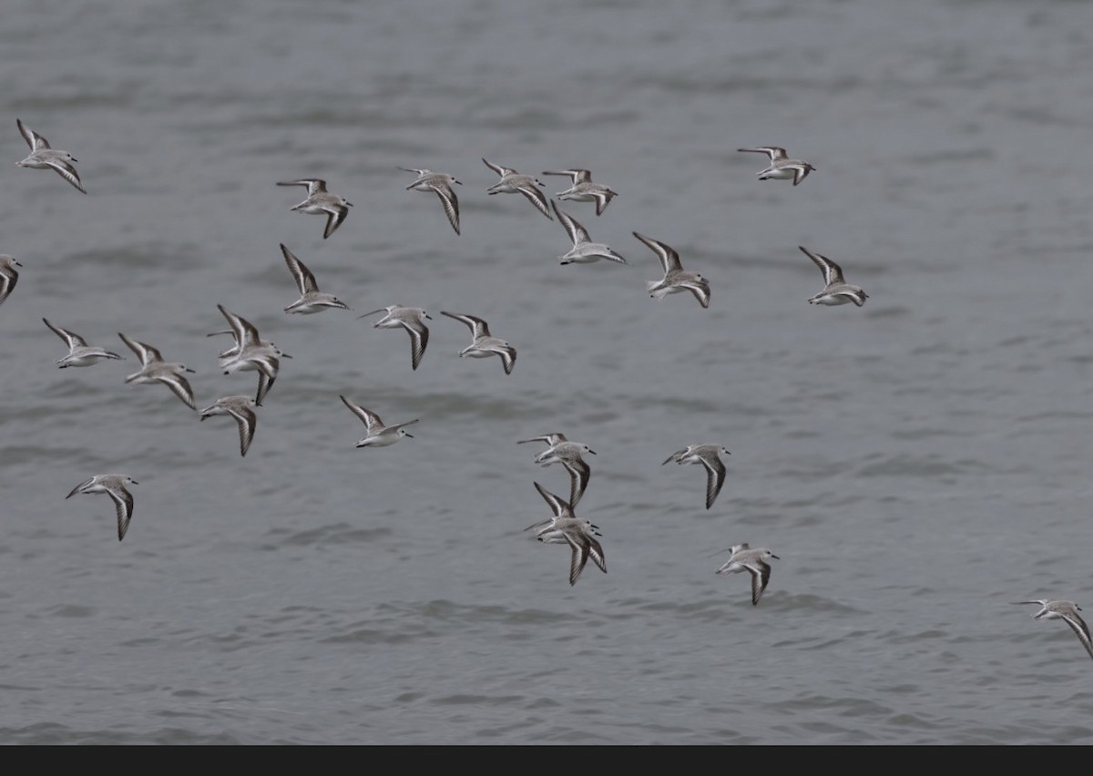 Sanderling - ML646490410