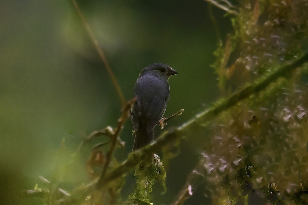 Uniform Finch - ML646490413