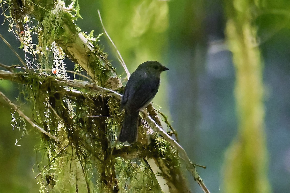 Uniform Finch - ML646490415