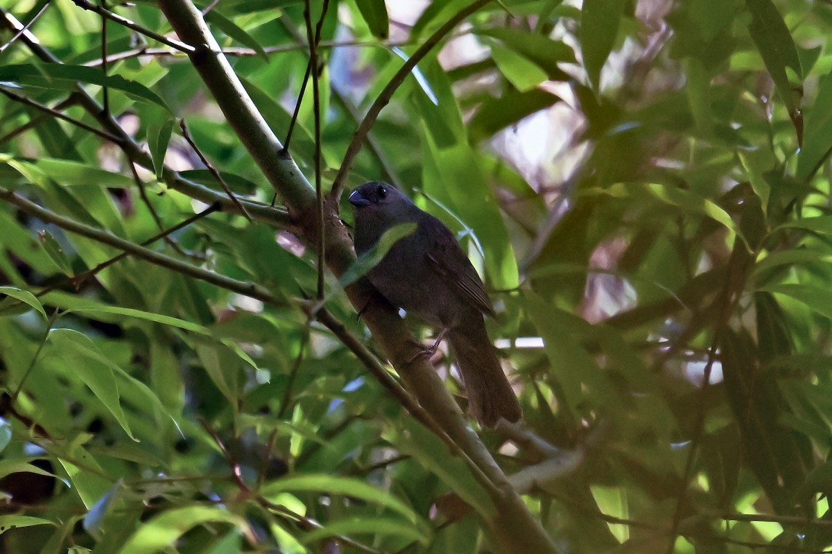 Uniform Finch - ML646490416