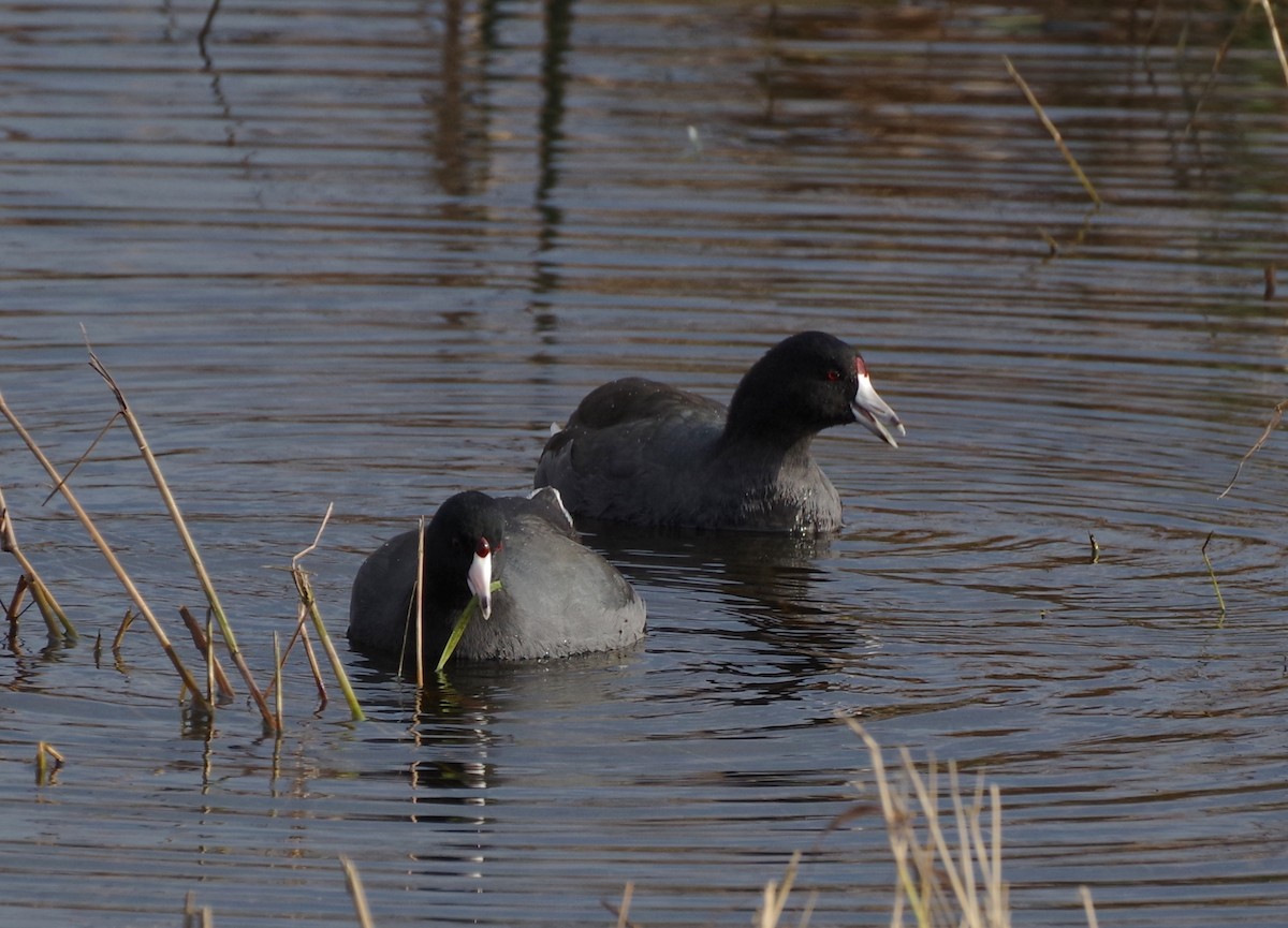 Focha Americana - ML646490417
