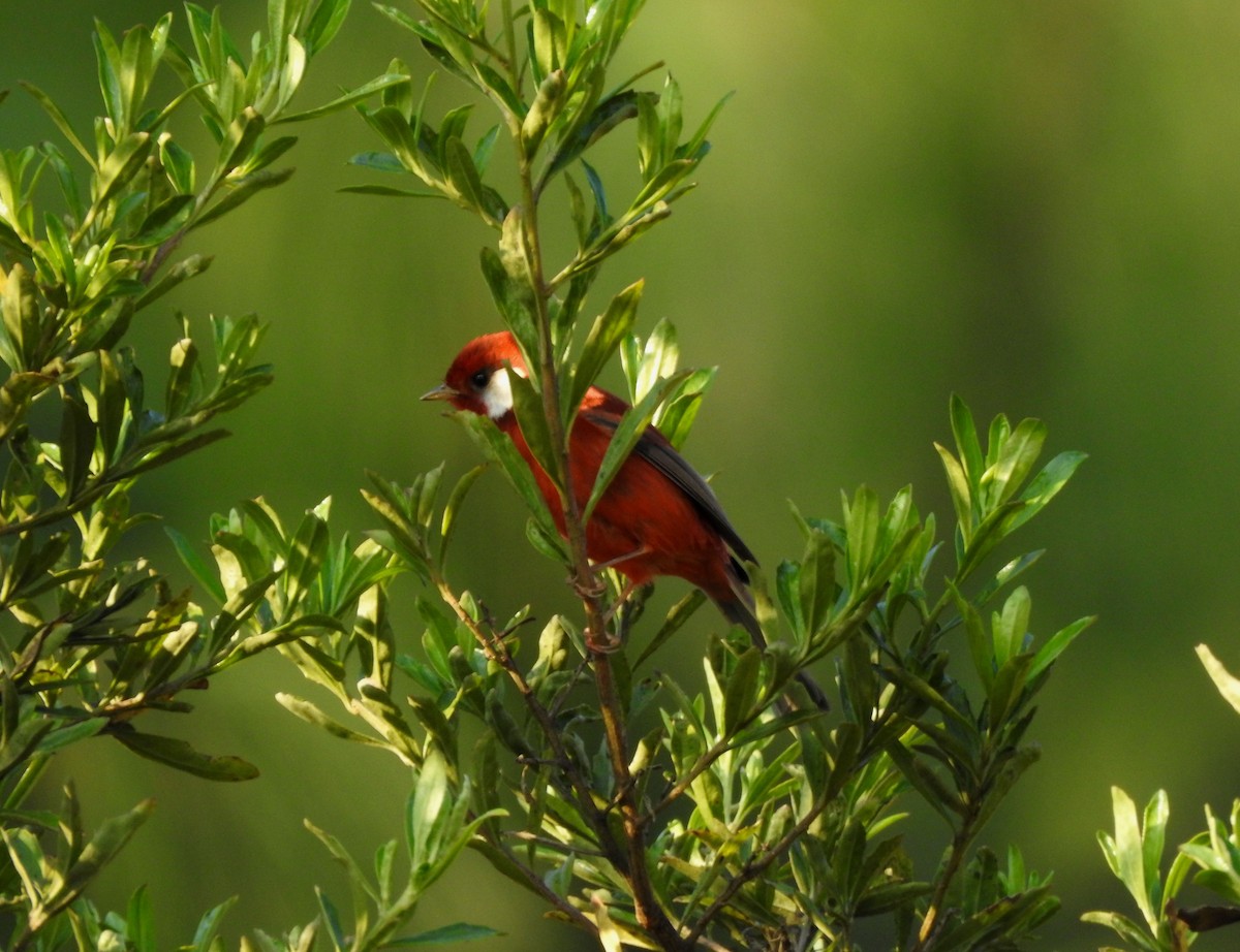 Red Warbler - ML646490418