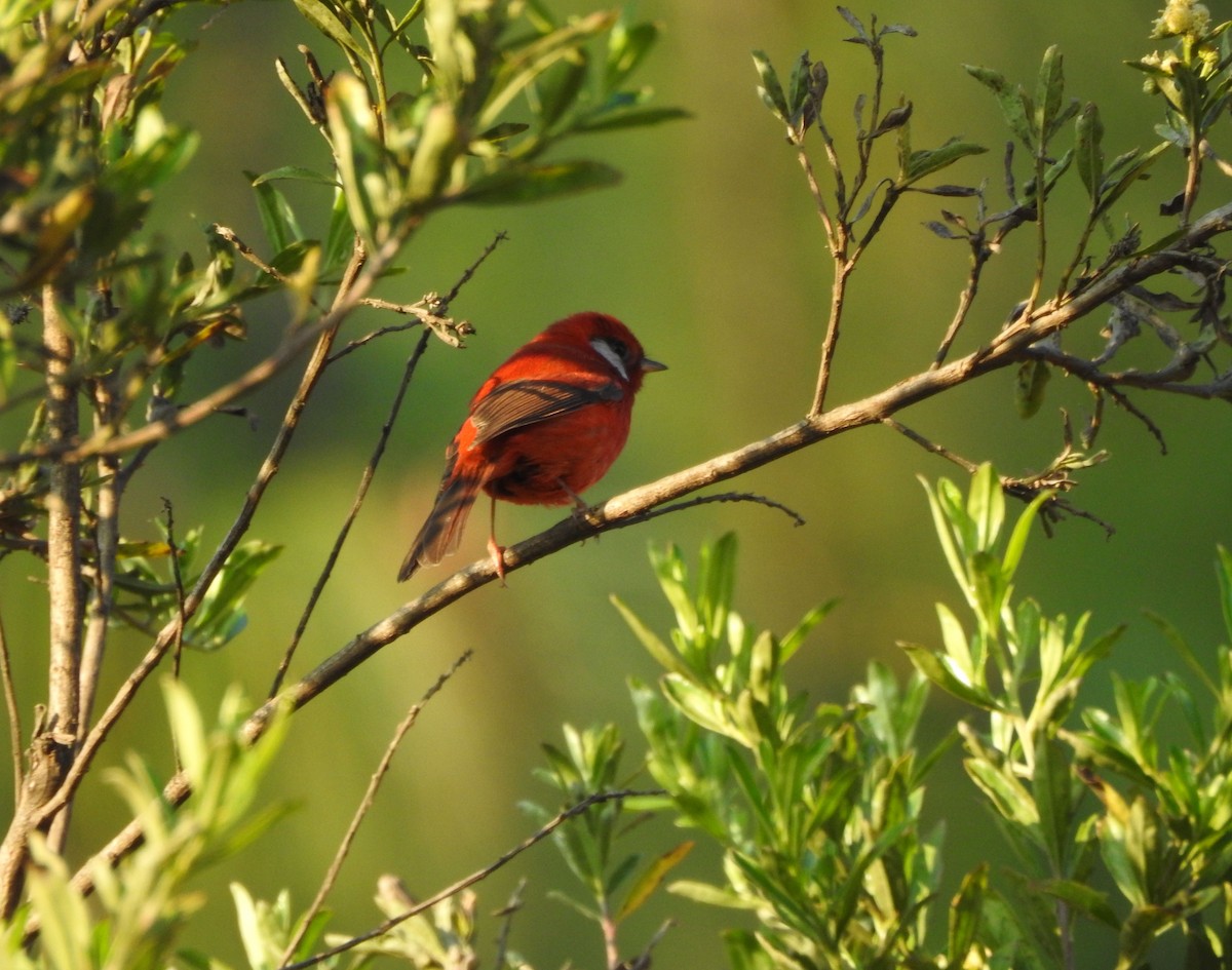 Red Warbler - ML646490419