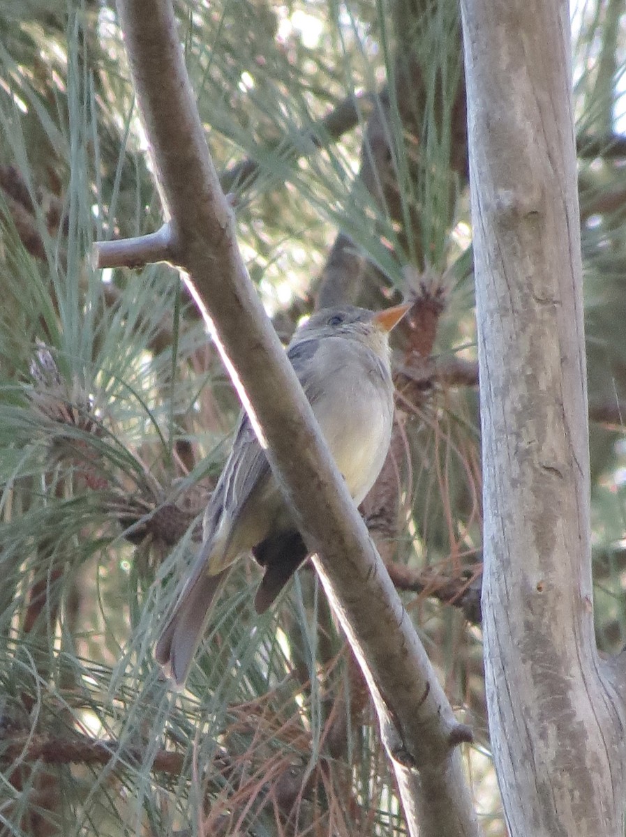 Greater Pewee - ML646490420