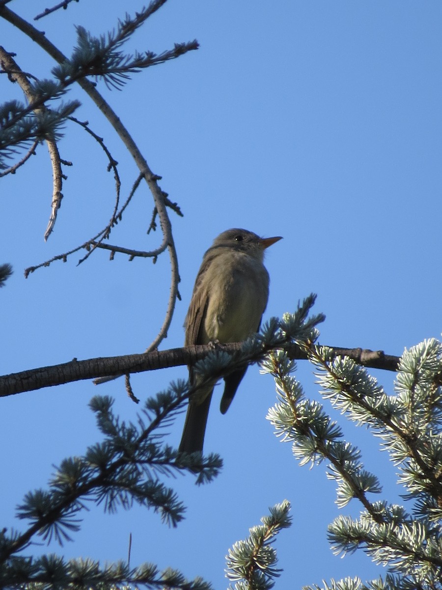 Greater Pewee - ML646490421