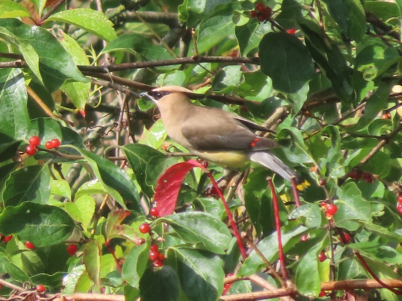 brkoslav americký - ML646490422