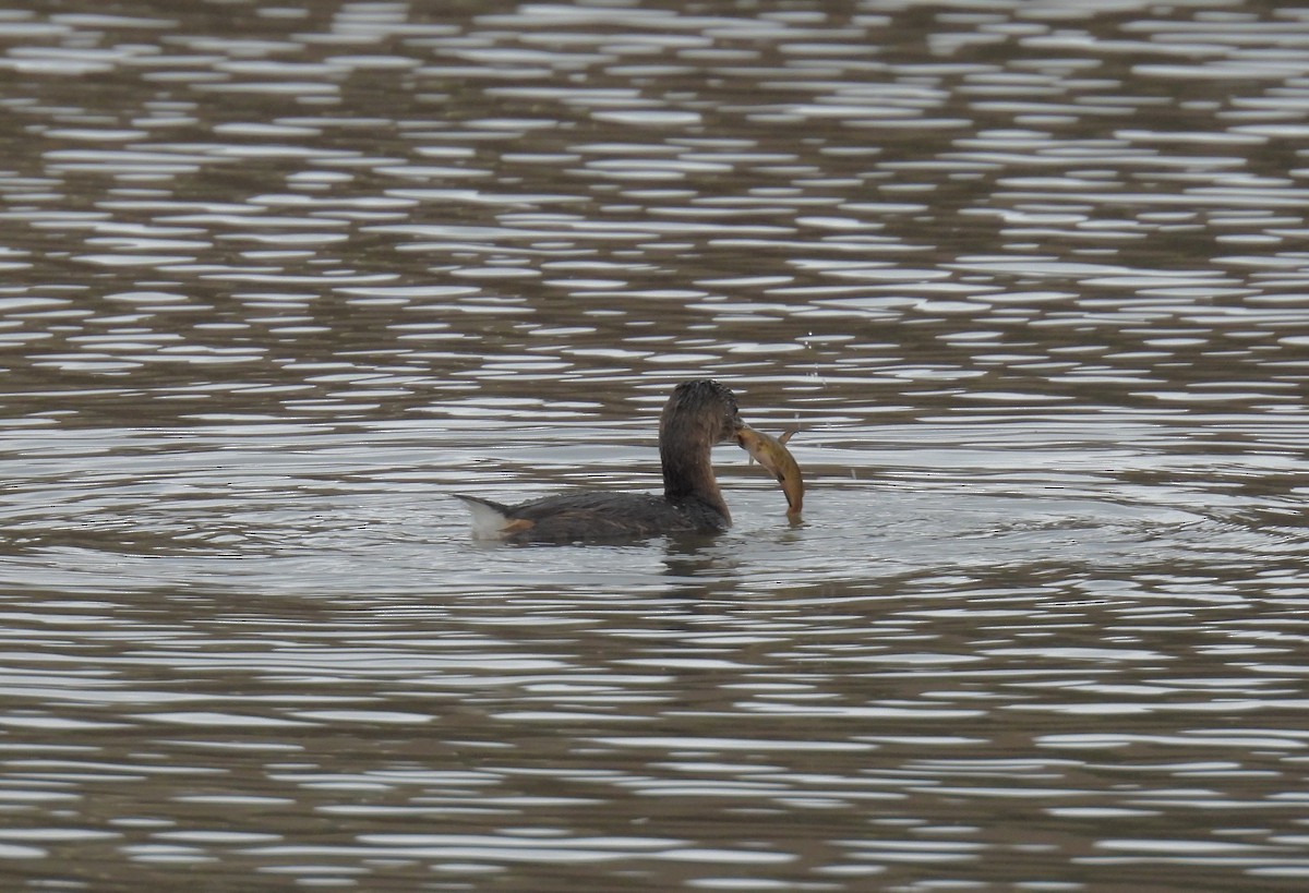 Pied-billed Grebe - ML646490423