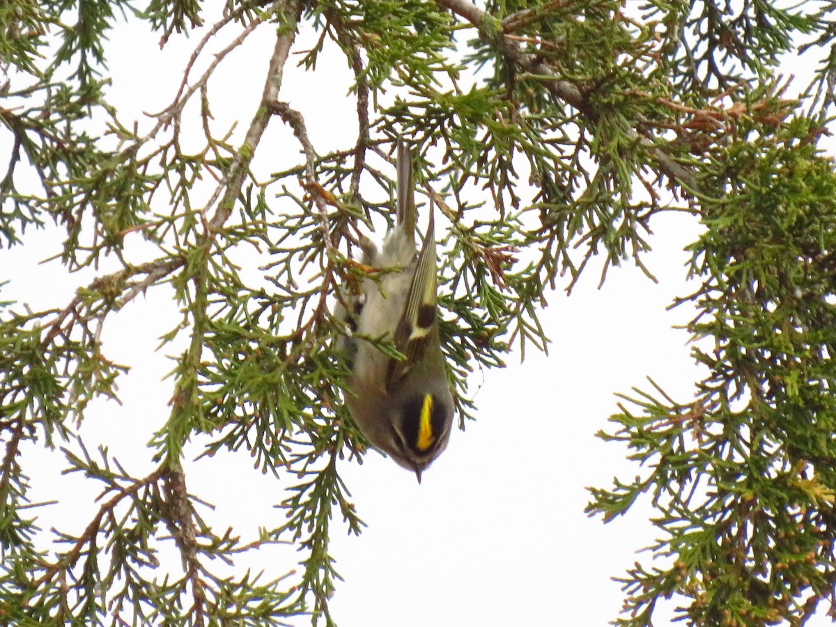 Golden-crowned Kinglet - ML646490429