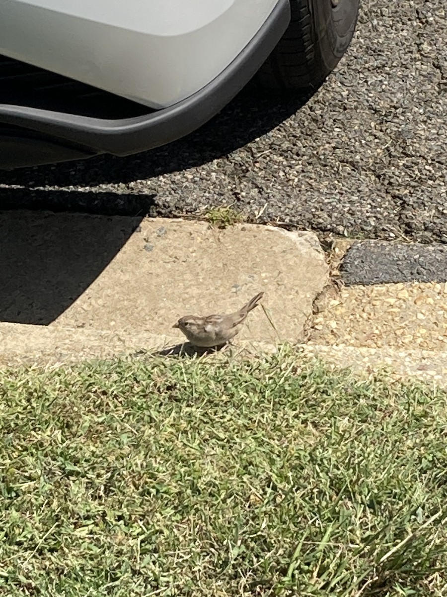 House Sparrow (Gray-cheeked) - ML646490435