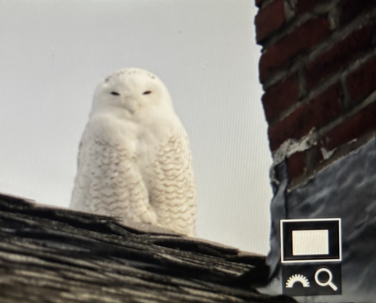 Snowy Owl - ML646490449