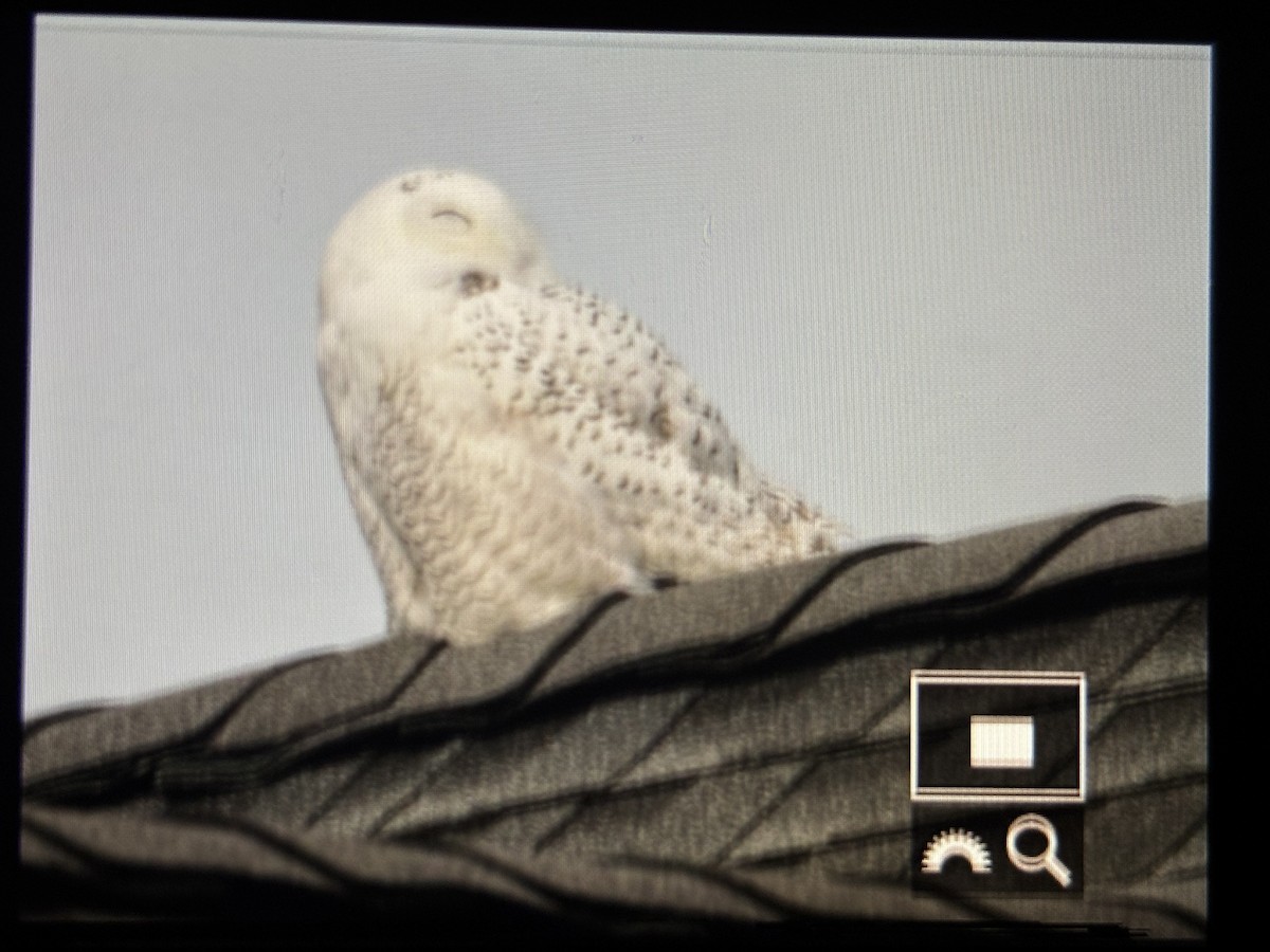 Snowy Owl - ML646490450