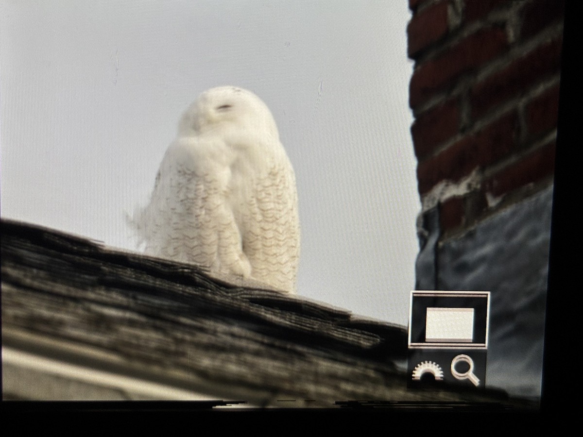 Snowy Owl - ML646490451