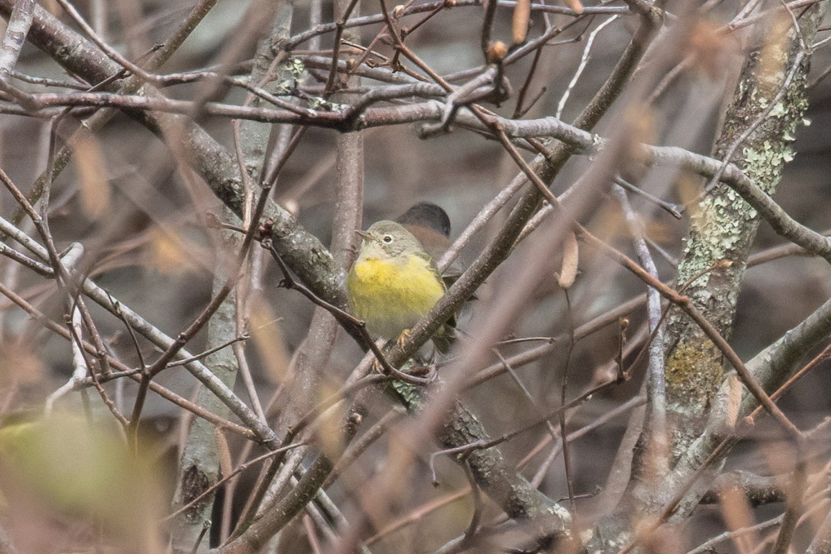Paruline à joues grises - ML646490462