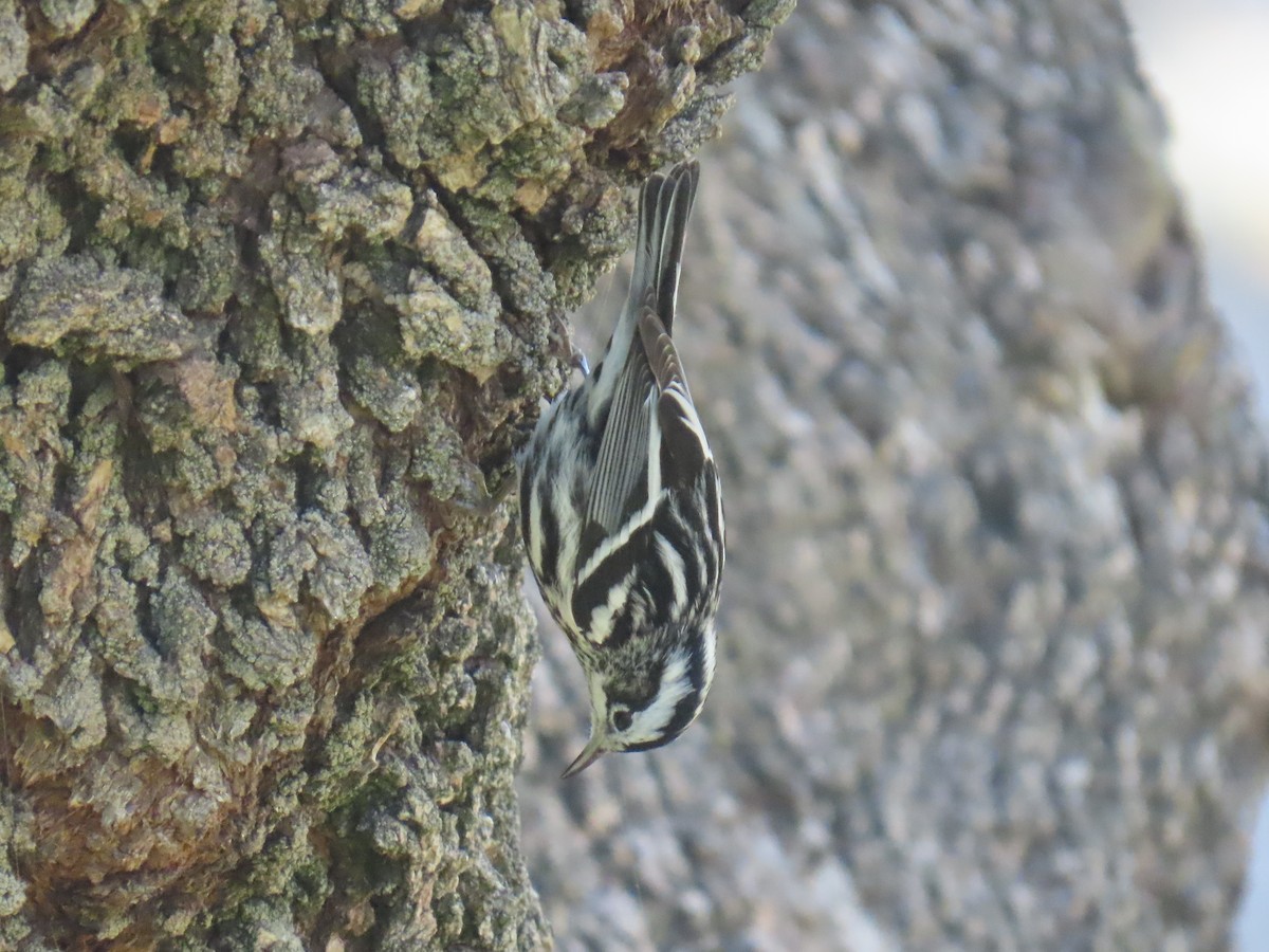 Black-and-white Warbler - ML646490466