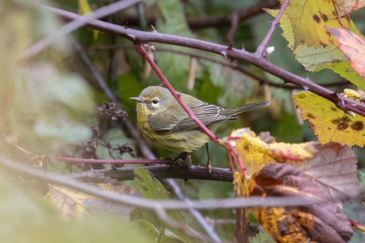 Paruline des prés - ML646490469
