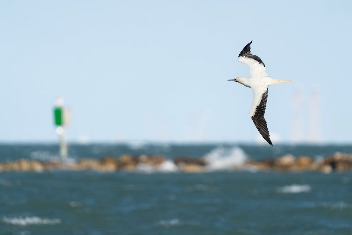 סולה אדומת-רגל (אטלנטית) - ML646490470