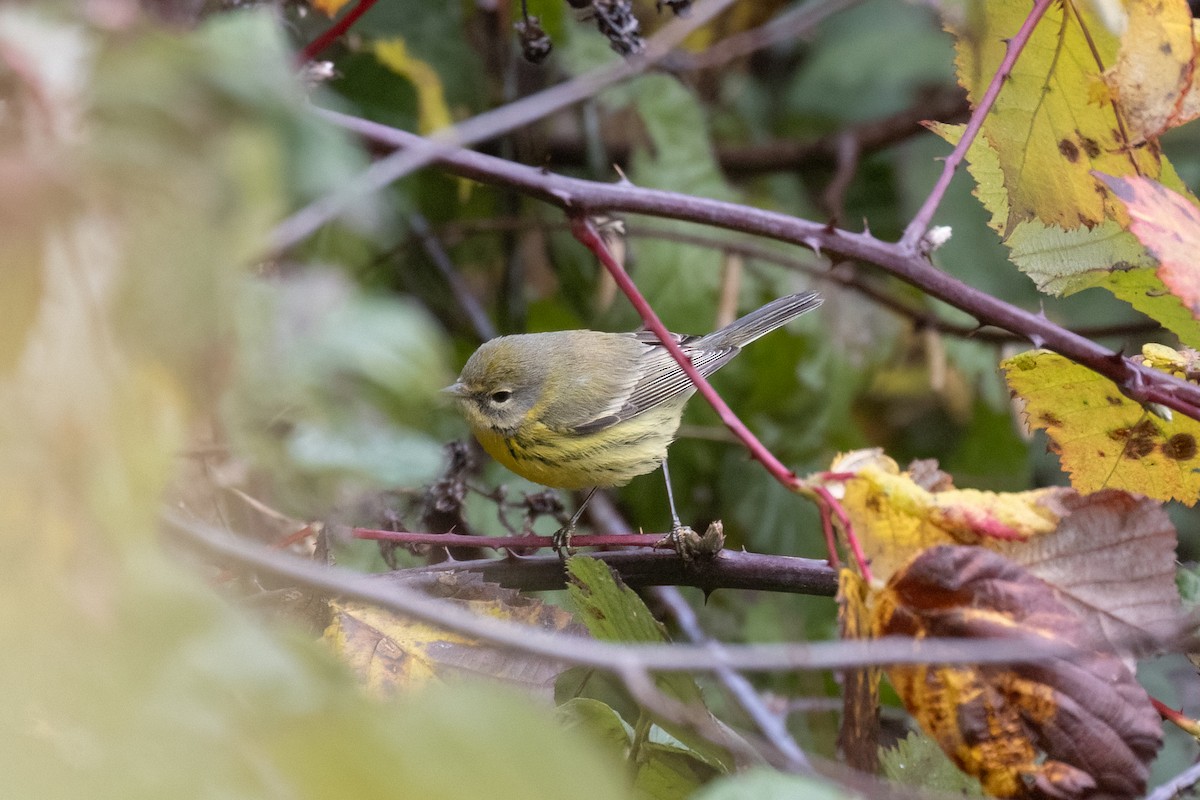 Paruline des prés - ML646490471