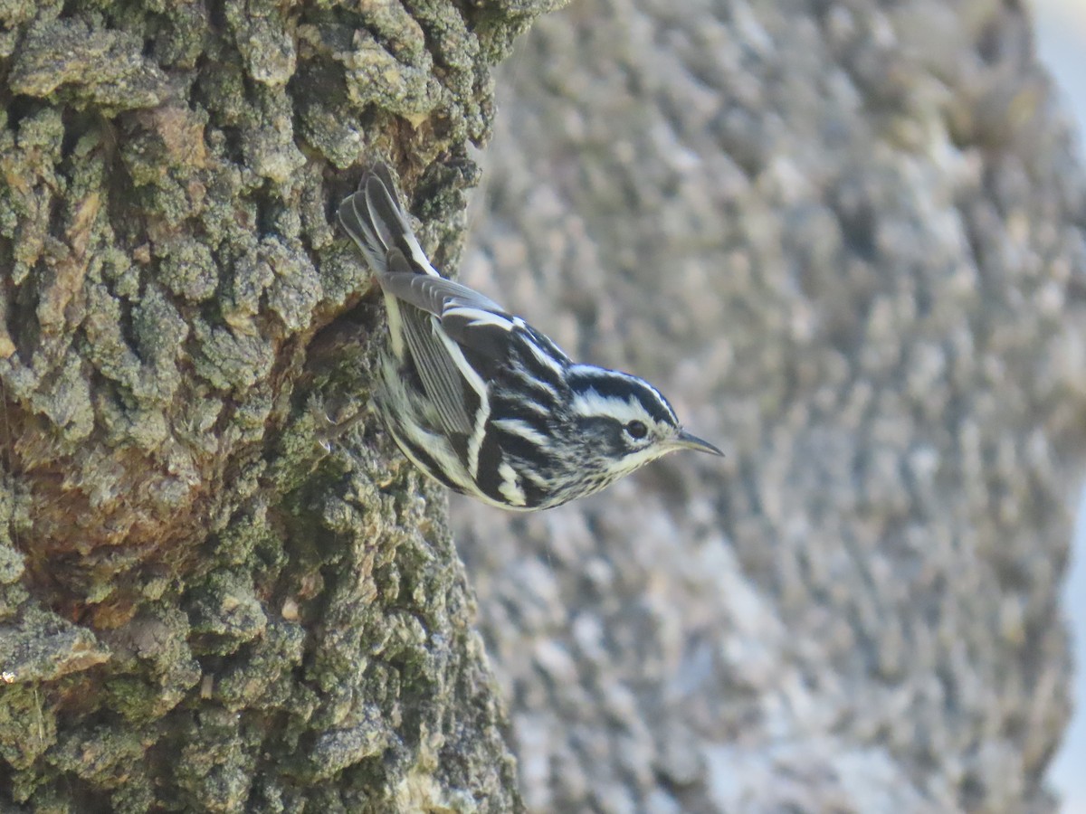 Black-and-white Warbler - ML646490472