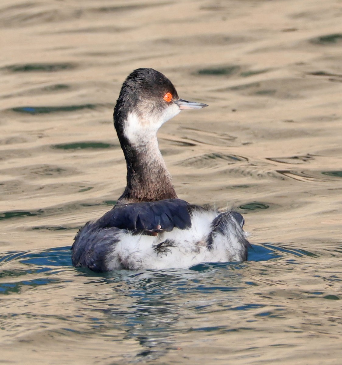 Grèbe à cou noir - ML646490473