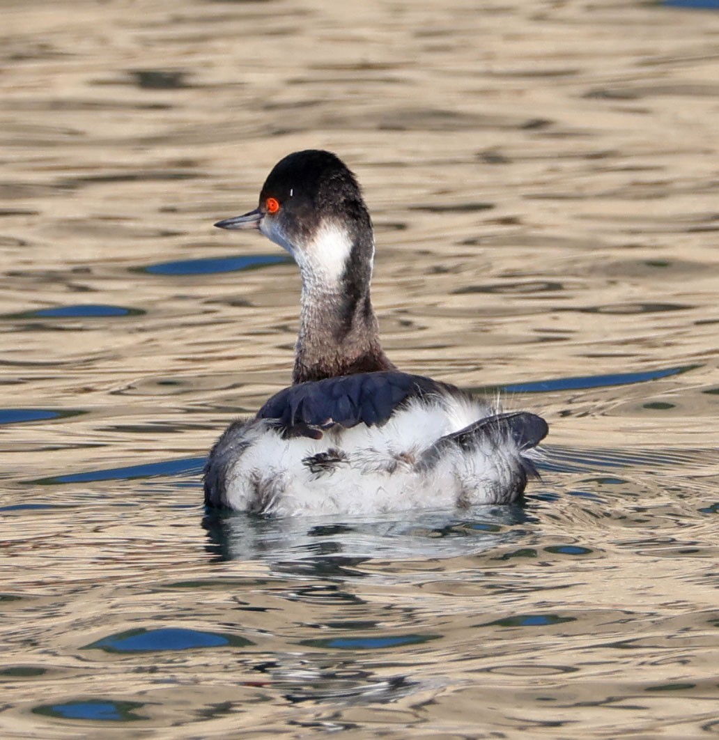 Grèbe à cou noir - ML646490474