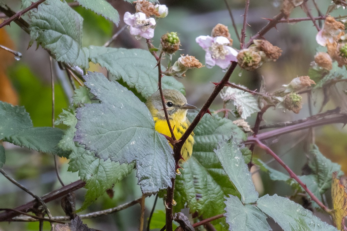 Paruline des prés - ML646490475