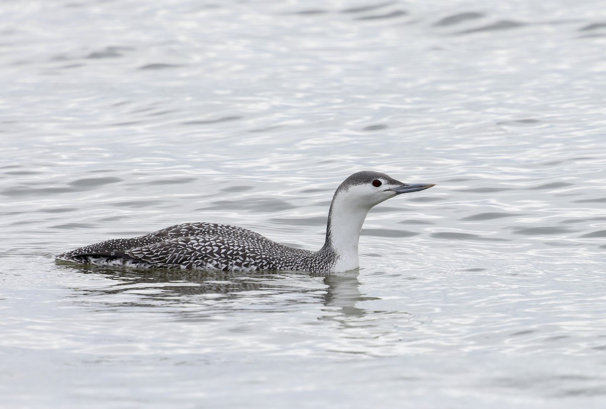 Red-throated Loon - ML646490478