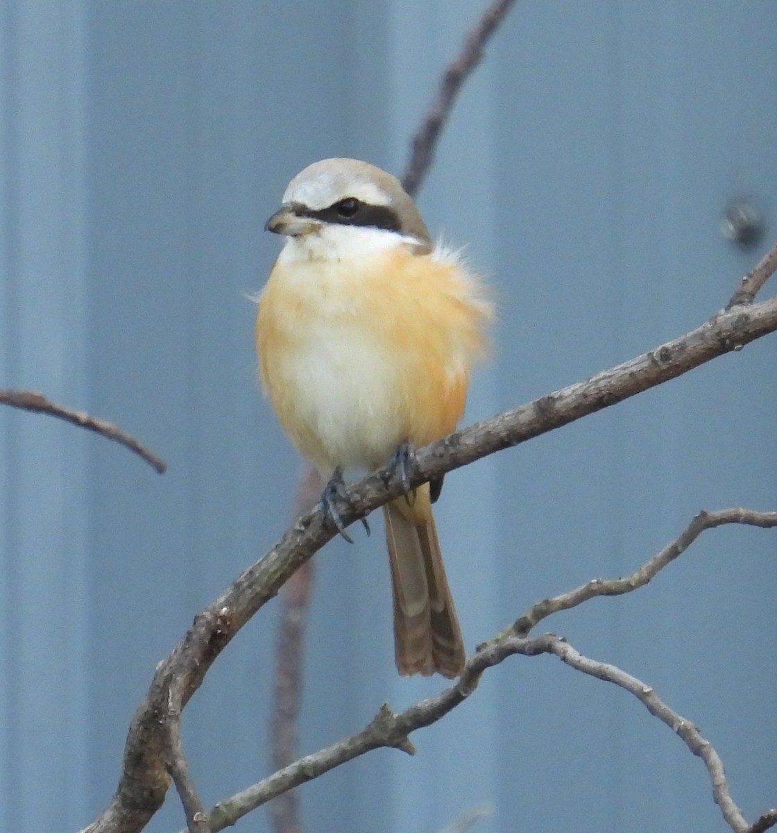 Brown Shrike - ML646490481