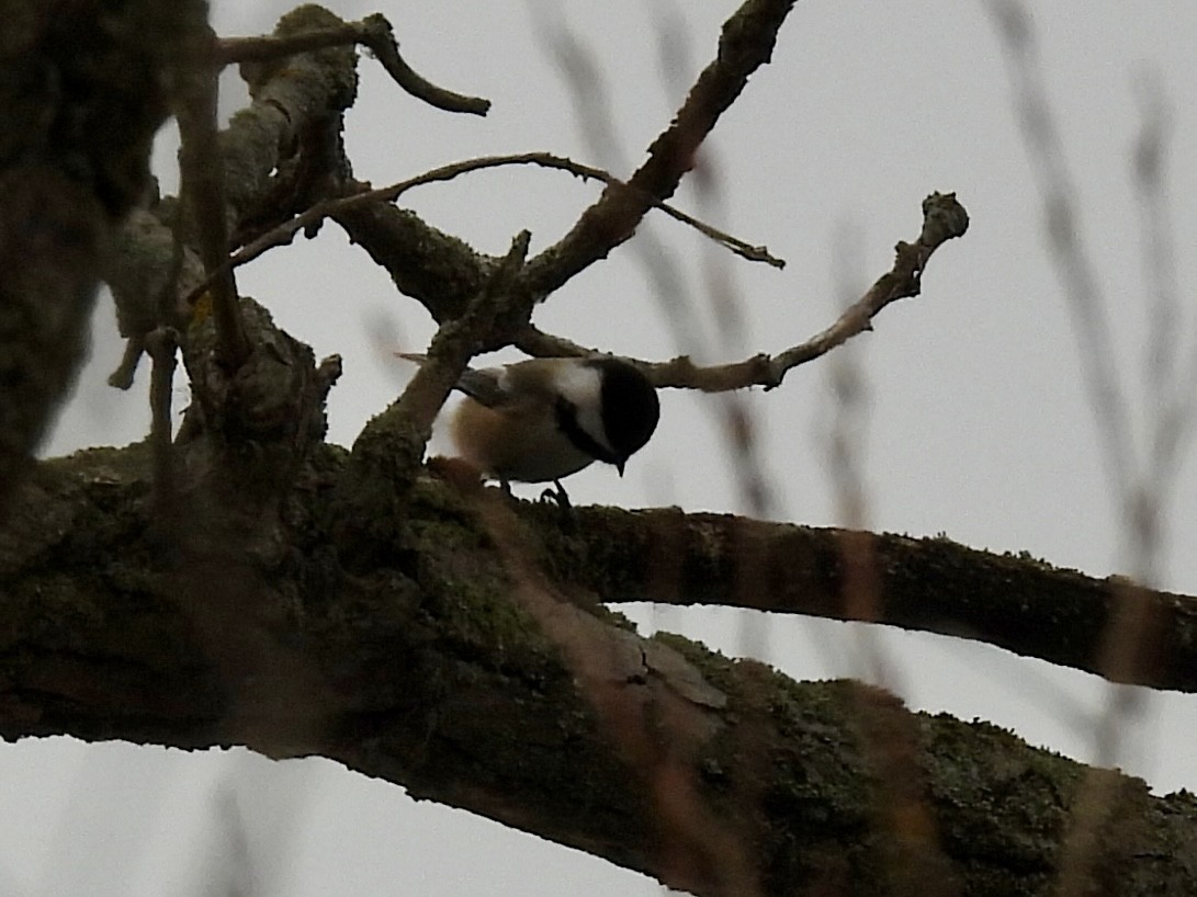 Black-capped Chickadee - ML646490485