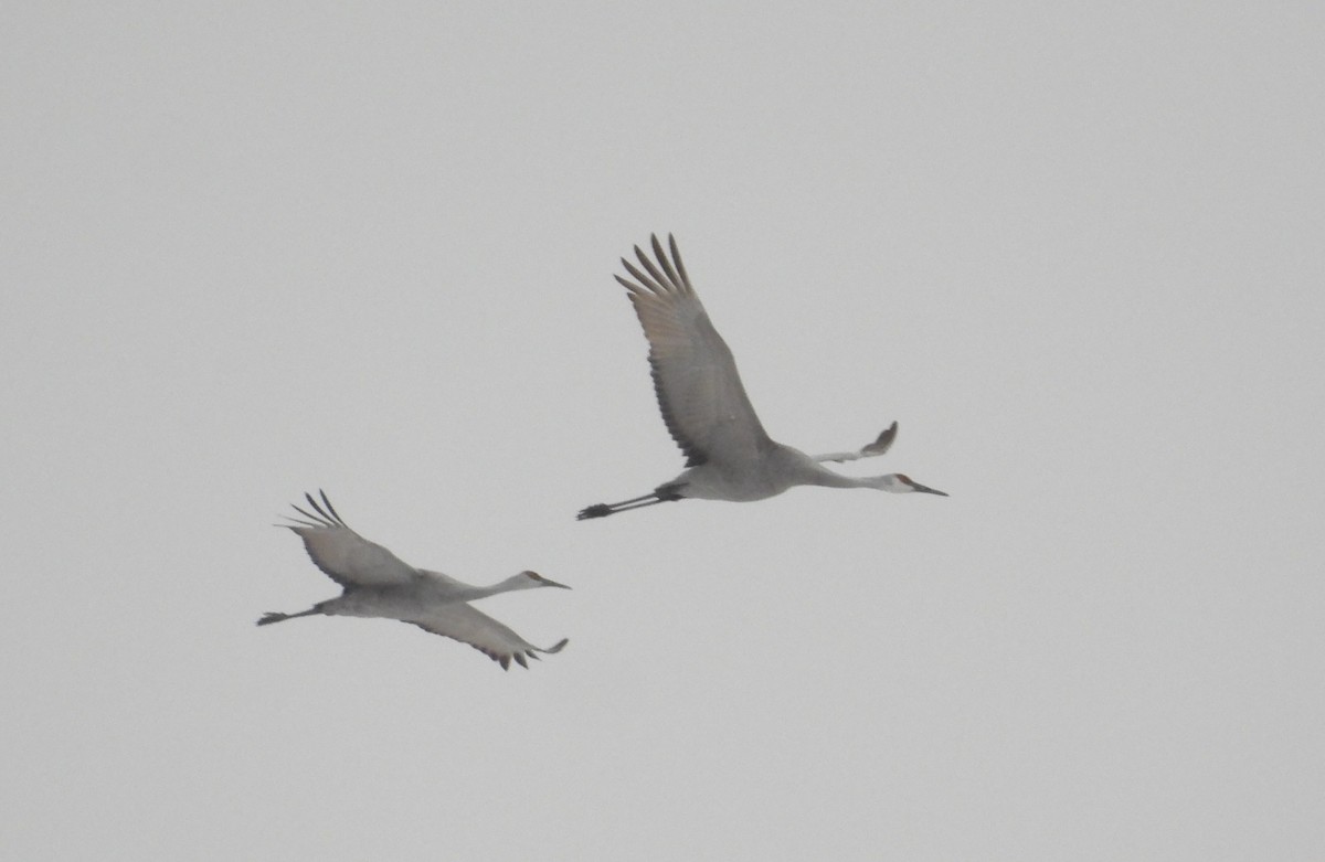 Sandhill Crane - ML646490488