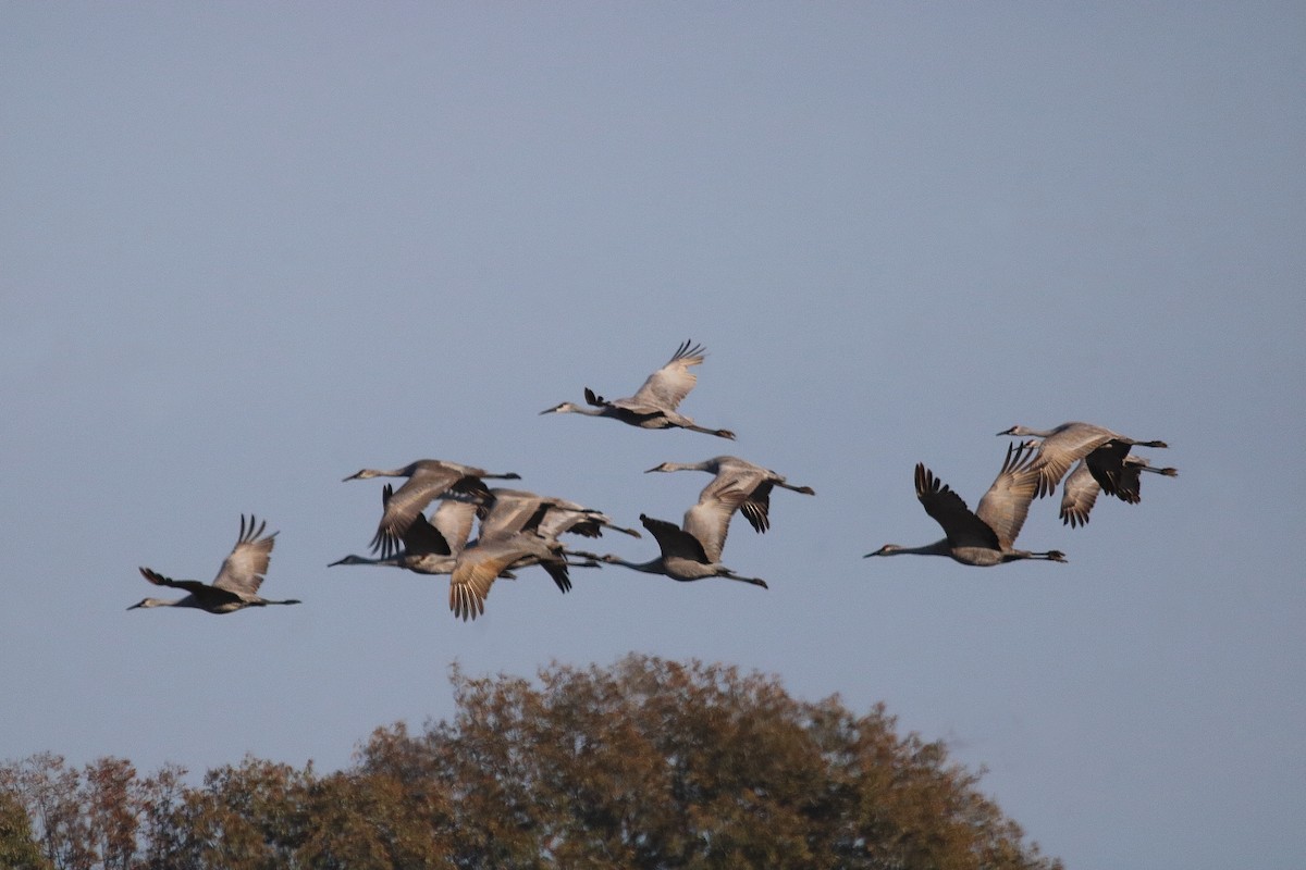 Sandhill Crane - ML646490489