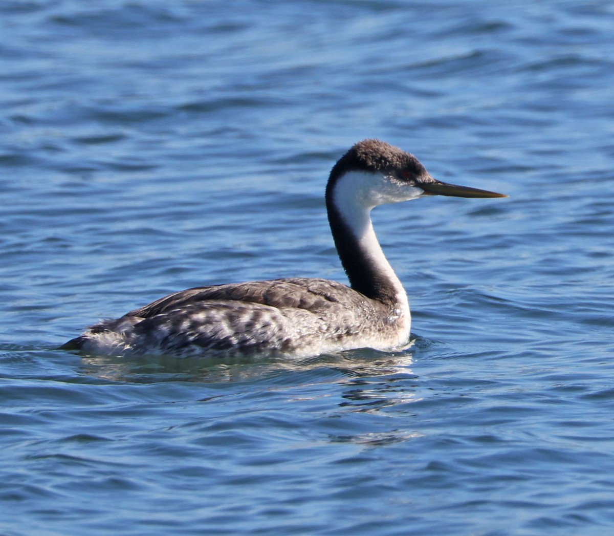 Western Grebe - ML646490490