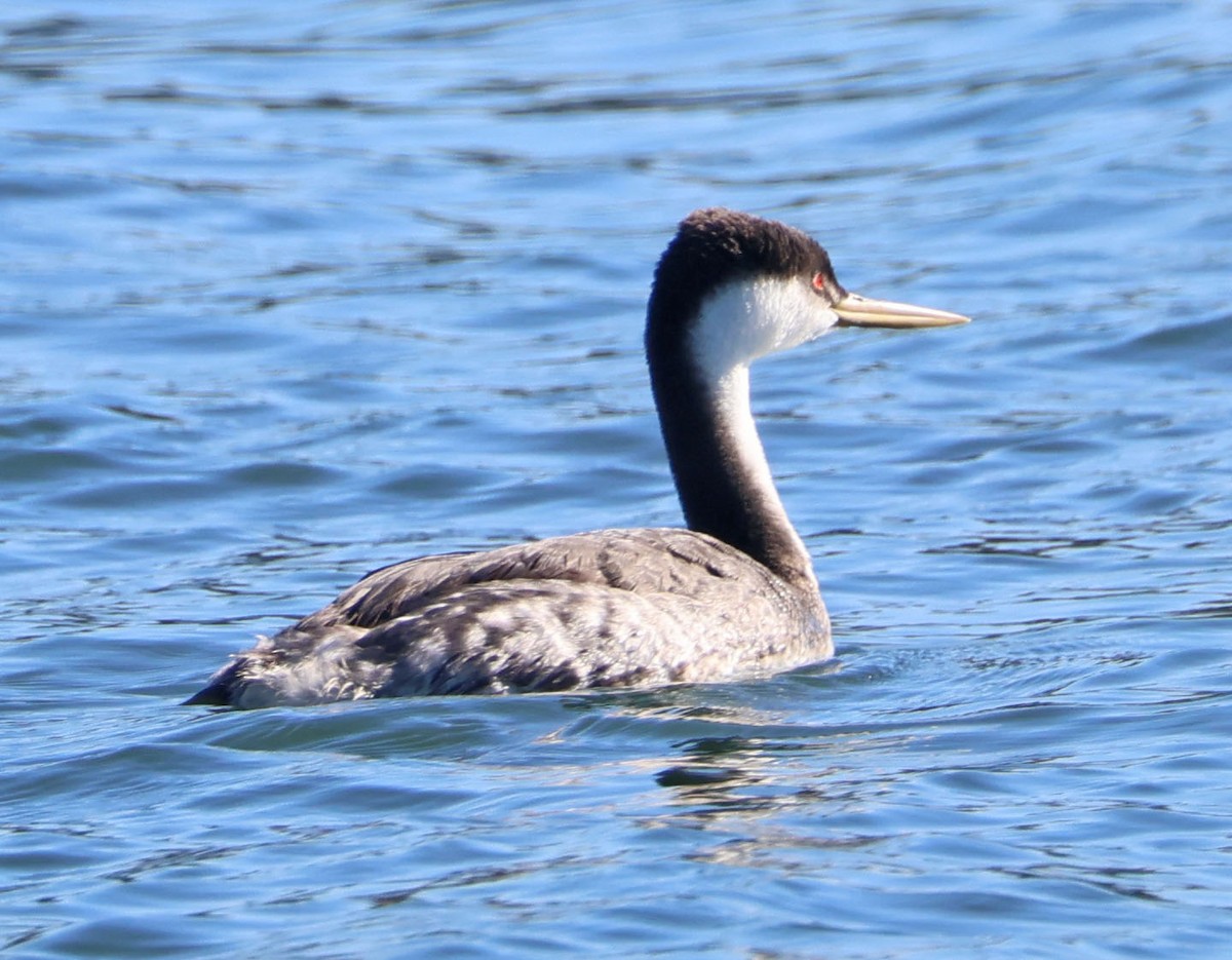 Western Grebe - ML646490491