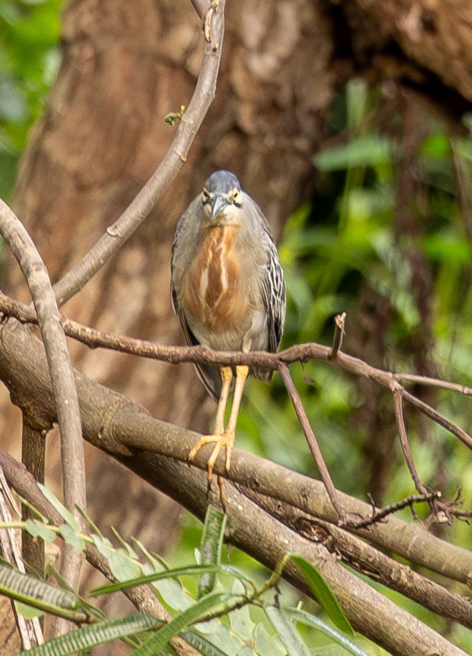 Striated Heron - ML646490495