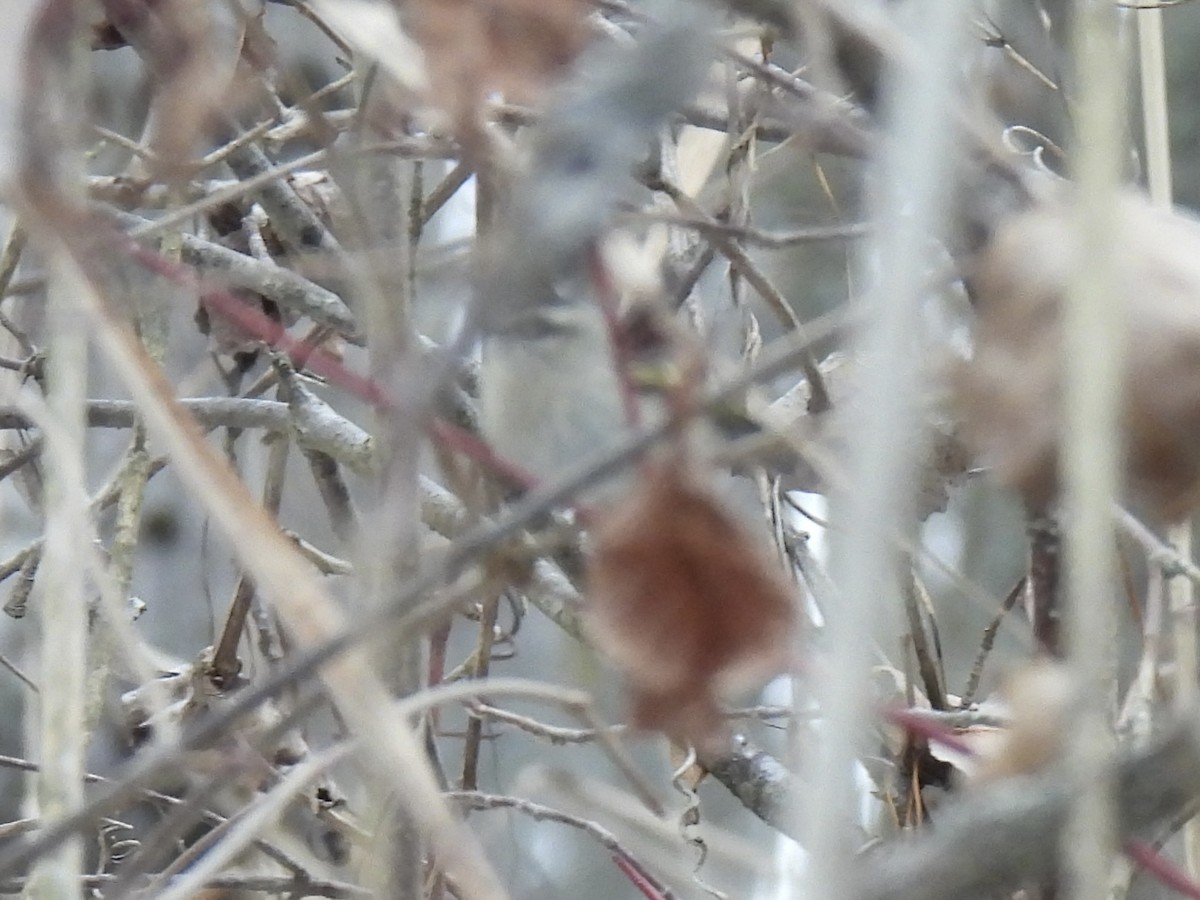 Golden-crowned Kinglet - ML646490496