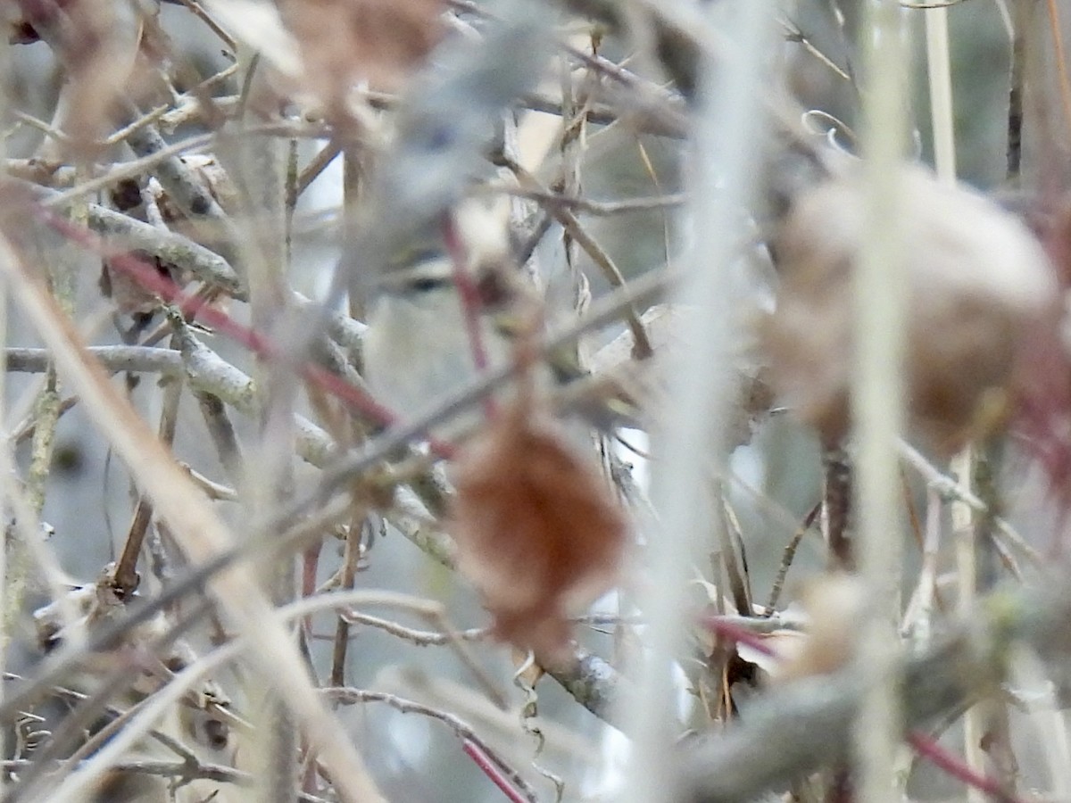 Golden-crowned Kinglet - ML646490497