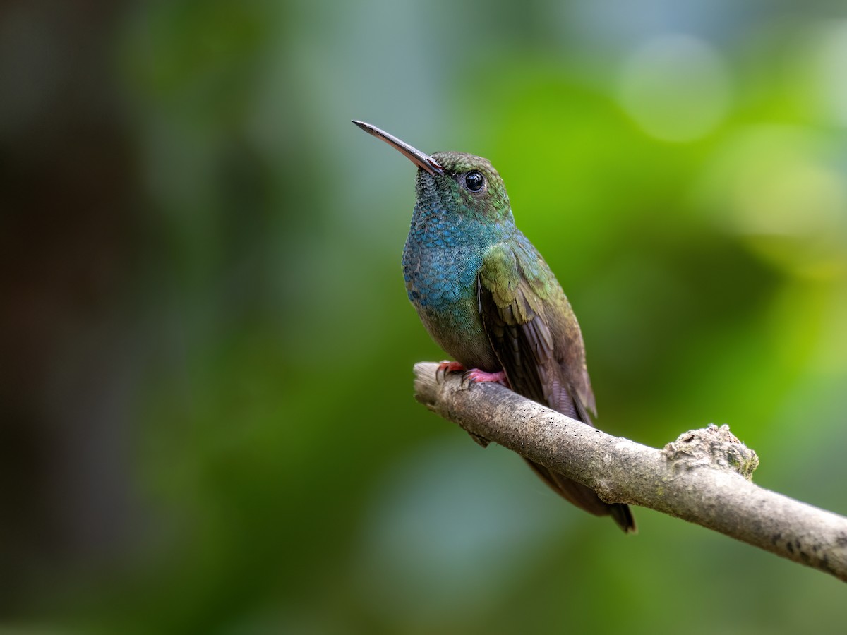 kolibřík křivozobý - ML646490501