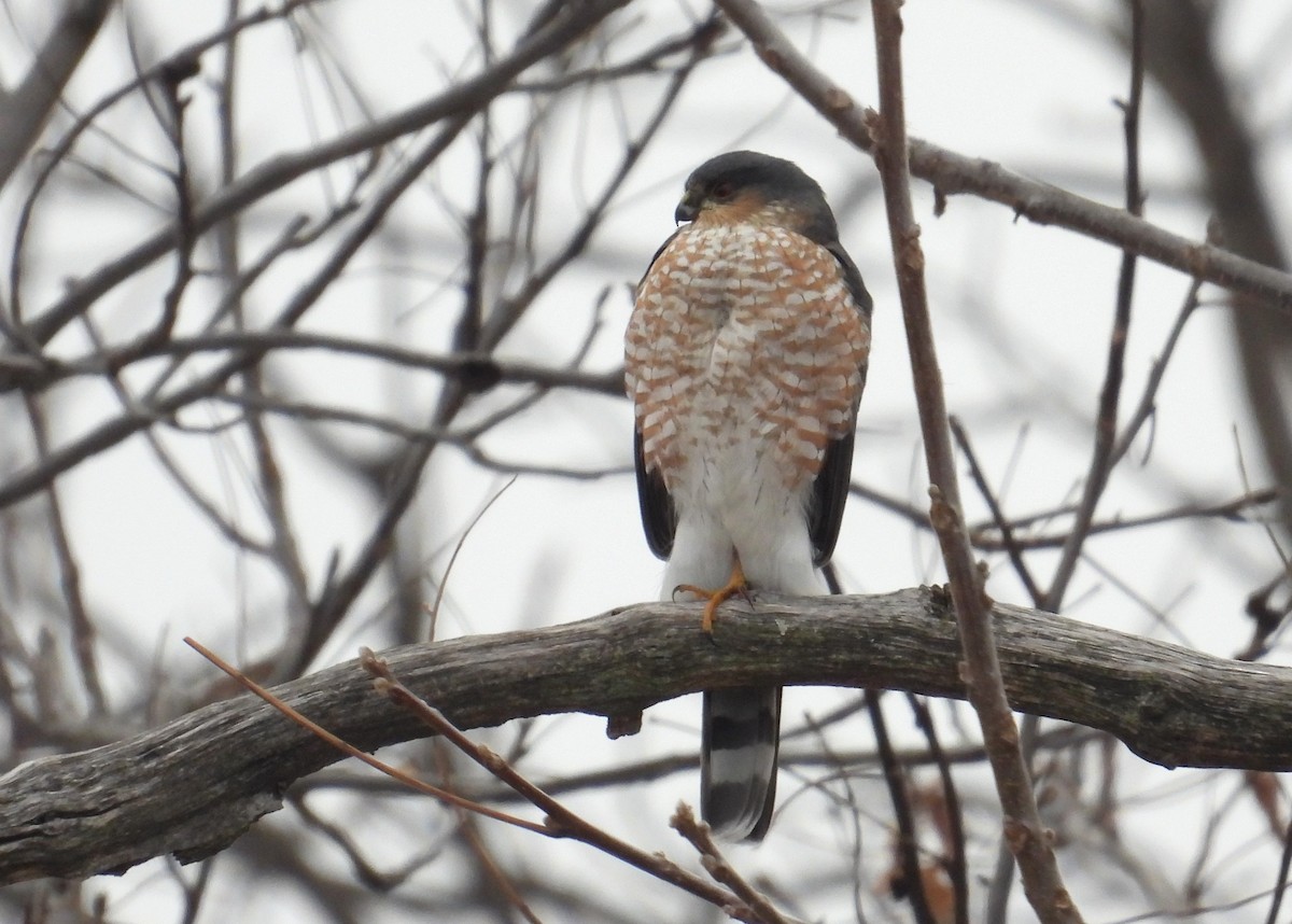 Sharp-shinned Hawk - ML646490505