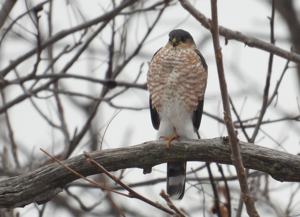 Sharp-shinned Hawk - ML646490506