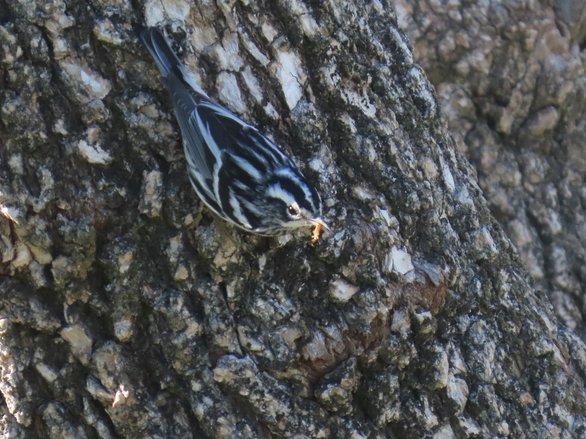 Black-and-white Warbler - ML646490508