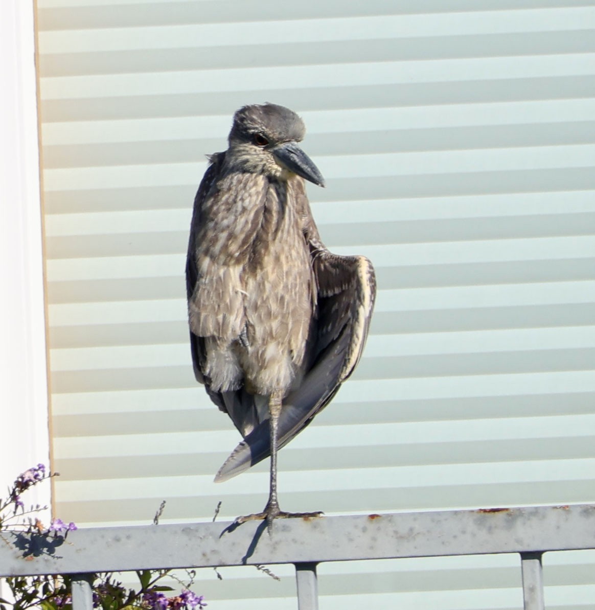 Sarı Tepeli Gece Balıkçılı - ML646490509