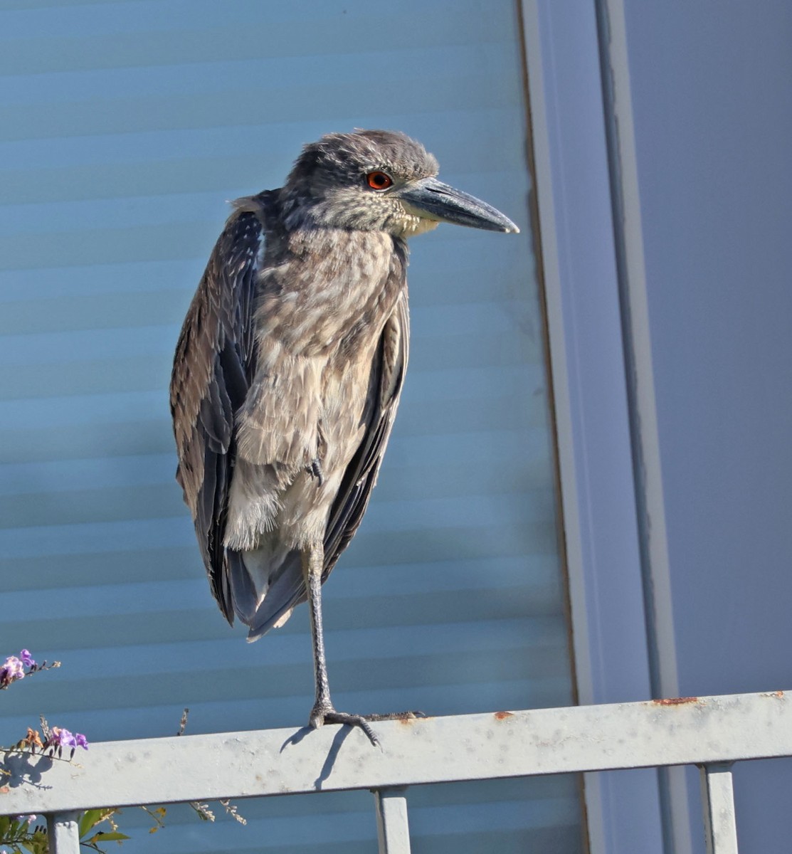 Sarı Tepeli Gece Balıkçılı - ML646490510