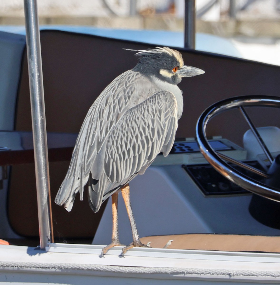 Sarı Tepeli Gece Balıkçılı - ML646490511