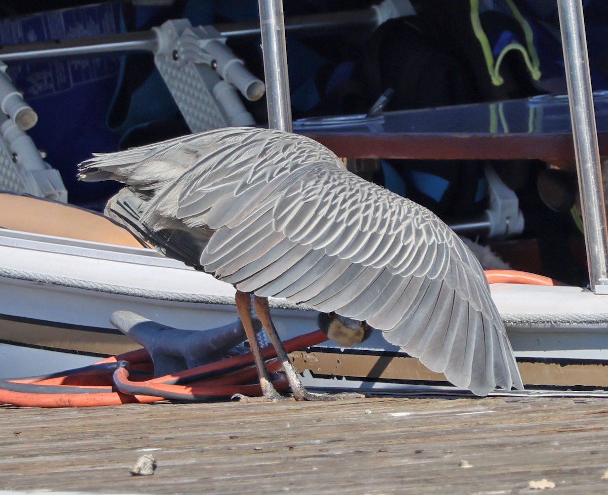 Sarı Tepeli Gece Balıkçılı - ML646490512