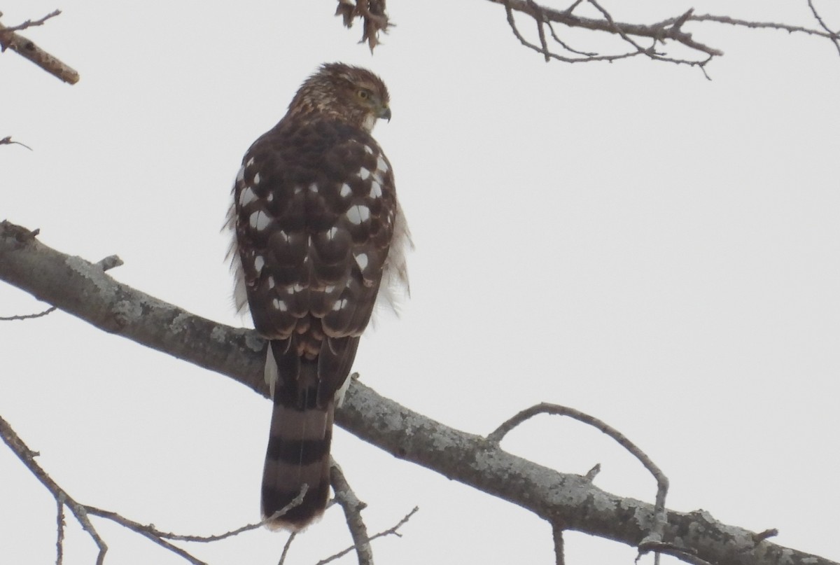 Cooper's Hawk - ML646490514