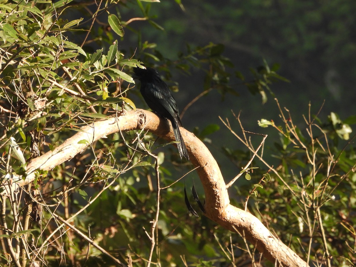 Greater Racket-tailed Drongo - ML646490516