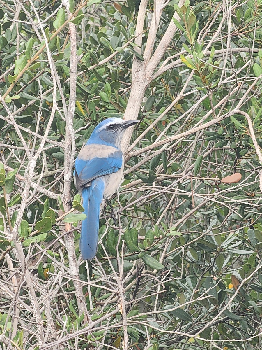 Florida Scrub-Jay - ML646490517